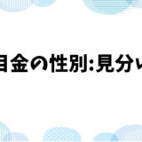 出目金の性別の見分け方：初心者でも分かる4つのポイント