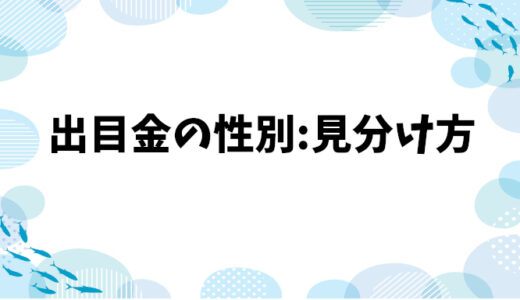 出目金の性別の見分け方：初心者でも分かる4つのポイント